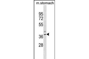 Mouse Kcnj11 Antibody (N-term) (ABIN1538879 and ABIN2850075) western blot analysis in mouse stomach tissue lysates (35 μg/lane). (KCNJ11 antibody  (N-Term))