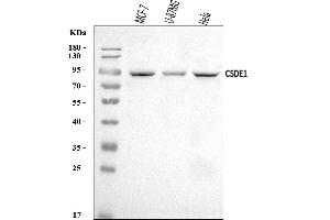 Western blot analysis of CSDE1/NRU using anti-CSDE1/NRU antibody (ABIN7599545).