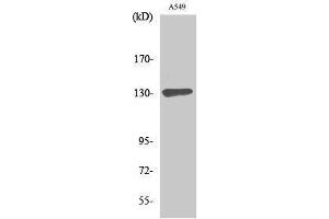 Western Blotting (WB) image for anti-SIN3 Transcription Regulator Homolog B (SIN3B) (Internal Region) antibody (ABIN3185694) (SIN3B antibody  (Internal Region))