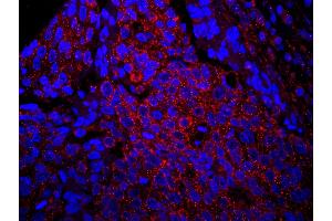 Immunofluorescence (IF) image for anti-Insulin Receptor Substrate 1 (IRS1) (AA 1192-1242) antibody (ABIN7448979) (IRS1 antibody  (AA 1192-1242))
