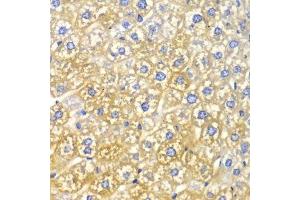 Immunohistochemistry of paraffin-embedded mouse liver using FASN Antibody. (Fatty Acid Synthase antibody  (AA 2212-2511))