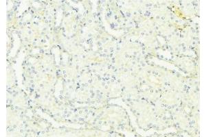 ABIN6276955 at 1/100 staining Mouse kidney tissue by IHC-P. (Uromodulin antibody  (C-Term))