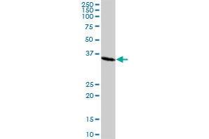 SMN2 MaxPab polyclonal antibody. (SMN2 antibody  (AA 1-282))