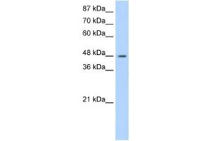 SURF6 antibody used at 1. (SURF6 antibody  (N-Term))