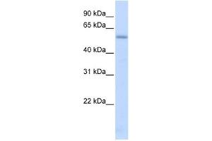 LMAN1 antibody used at 1 ug/ml to detect target protein. (LMAN1 antibody  (N-Term))
