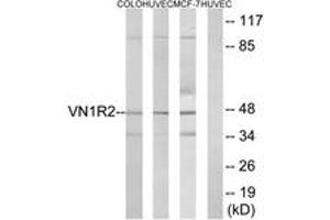 Western blot analysis of extracts from HuvEc/COLO/MCF-7 cells, using VN1R2 Antibody. (VN1R2 antibody  (AA 88-137))