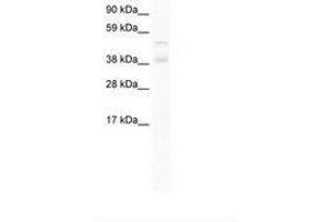 ZNF17 antibody  (AA 146-195)