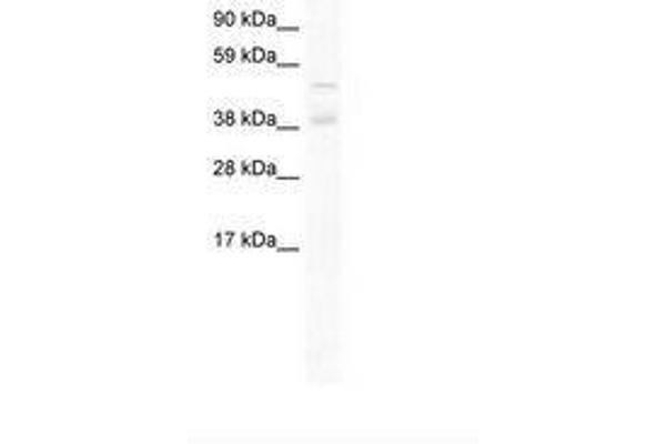 ZNF17 antibody  (AA 146-195)