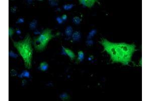 Anti-MGLL mouse monoclonal antibody (ABIN2454597) immunofluorescent staining of COS7 cells transiently transfected by pCMV6-ENTRY MGLL (RC218358). (MGLL antibody)