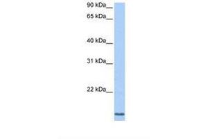 Image no. 1 for anti-Cyclin L2 (CCNL2) (AA 101-150) antibody (ABIN6738742) (Cyclin L2 antibody  (AA 101-150))