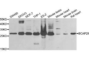 Western blot analysis of extracts of various cell lines, using BCAP29 antibody (ABIN5973749) at 1/1000 dilution. (BCAP29 antibody)