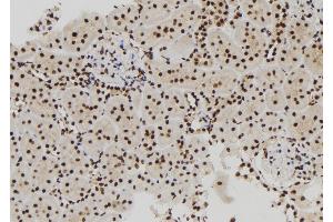 ABIN6273006 at 1/100 staining Rat kidney tissue by IHC-P. (MCM10 antibody  (C-Term))