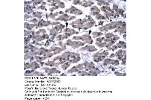 Human Muscle (PAWR antibody  (Middle Region))