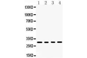 Western Blotting (WB) image for anti-Tumor Necrosis Factor (Ligand) Superfamily, Member 13b (TNFSF13B) (AA 134-285) antibody (ABIN3043751) (BAFF antibody  (AA 134-285))