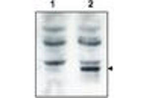 Image no. 1 for anti-GRP1 (General Receptor For phosphoinositides 1)-Associated Scaffold Protein (GRASP) (N-Term) antibody (ABIN297096) (Tamalin/GRASP antibody  (N-Term))