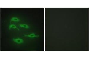 Immunofluorescence analysis of HepG2 cells, using SERC3 Antibody. (SERINC3 antibody  (AA 361-410))