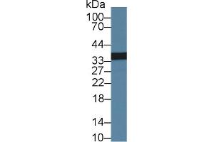 Western Blot; Sample: Human Lung lysate; Primary Ab: 1µg/ml Rabbit Anti-Human PLSCR1 Antibody Second Ab: 0. (PLSCR1 antibody  (AA 1-318))