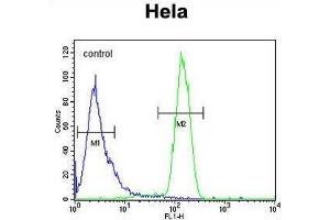 TM173 Antibody (C-term) flow cytometric analysis of Hela cells (right histogram) compared to a negative control cell (left histogram). (STING/TMEM173 antibody  (C-Term))