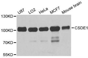 Western blot analysis of extracts of various cell lines, using CSDE1 antibody. (CDSE1 antibody  (AA 369-600))