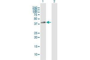 Western Blot analysis of FCGR2A expression in transfected 293T cell line by FCGR2A MaxPab polyclonal antibody. (FCGR2A antibody  (AA 1-316))