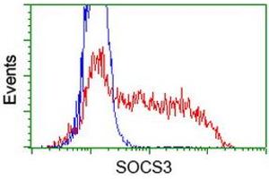 HEK293T cells transfected with either RC209305 overexpress plasmid (Red) or empty vector control plasmid (Blue) were immunostained by anti-SOCS3 antibody (ABIN2454588), and then analyzed by flow cytometry. (SOCS3 antibody)