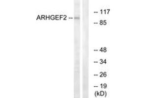 Western blot analysis of extracts from RAW264. (ARHGEF2 antibody  (AA 383-432))
