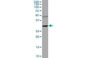RNASEH2A MaxPab polyclonal antibody. (RNASEH2A antibody  (AA 1-299))