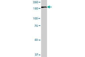 IQGAP3 MaxPab polyclonal antibody. (IQGAP3 antibody  (AA 1-1631))