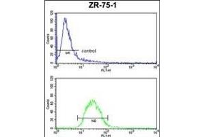 PTGER2 Antibody (Center) (ABIN652808 and ABIN2842529) FC analysis of ZR-75-1 cells (bottom histogram) compared to a negative control cell (top histogram). (PTGER2 antibody  (AA 118-147))