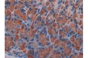 Detection of KLb in Mouse Stomach Tissue using Polyclonal Antibody to Klotho Beta (KLb) (Klotho beta antibody  (AA 380-506))