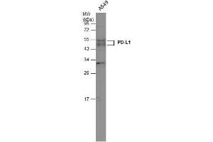 WB Image Whole cell extract (30 μg) was separated by 12% SDS-PAGE, and the membrane was blotted with PD-L1 antibody , diluted at 1:500. (PD-L1 antibody  (C-Term))