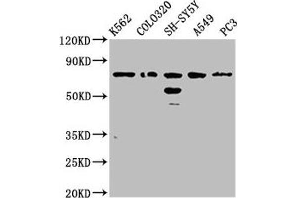 FAM5C antibody  (AA 389-487)