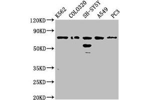 Western Blot Positive WB detected in: K562 whole cell lysate, Colo320 whole cell lysate, SH-SY5Y whole cell lysate, A549 whole cell lysate, PC-3 whole cell lysate All lanes: BRINP3 antibody at 3. (FAM5C antibody  (AA 389-487))