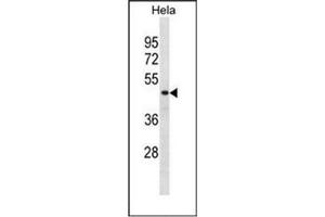 Western blot analysis of DRG1 / NEDD3 Antibody (C-term) in Hela cell line lysates (35ug/lane).