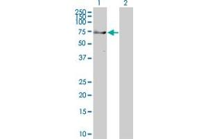 Western Blot analysis of TRIM9 expression in transfected 293T cell line ( H00114088-T01 ) by TRIM9 MaxPab polyclonal antibody. (TRIM9 antibody  (AA 1-550))