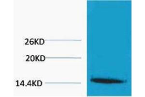 Western Blotting (WB) image for anti-Histone H1 (3meLys25) antibody (ABIN3181364) (Histone H1 antibody  (3meLys25))