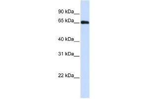 WB Suggested Anti-WDR23 Antibody Titration:  0. (DCAF11 antibody  (N-Term))