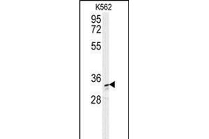 AKR1C3 Antibody (N-term) (ABIN654117 and ABIN2843995) western blot analysis in K562 cell line lysates (35 μg/lane). (AKR1C3 antibody  (N-Term))