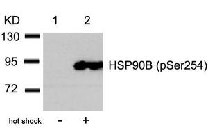 Western blot analysis of extracts from Hela cells untreated(lane 1) or treated with hot shock(lane 2) using HSP90B(Phospho-Ser254) Antibody. (HSP9AB1 (pSer254) antibody)