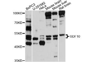 Western blot analysis of extracts of various cell lines, using GDF10 antibody (ABIN5997782) at 1/1000 dilution.