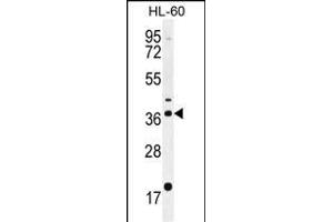 OR2W3 Antibody (C-term) (ABIN655206 and ABIN2844819) western blot analysis in HL-60 cell line lysates (35 μg/lane).