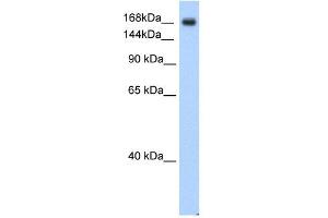 SCN5A antibody used at 0. (SCN5A antibody  (C-Term))