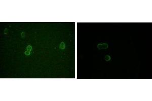 Immunofluorescence analysis of methanol-fixed L-02 (left) and Cos7 (right) cells using ApoM mouse mAb showing cytoplasmic and membrane localization.