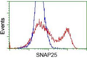 HEK293T cells transfected with either RC202068 overexpress plasmid (Red) or empty vector control plasmid (Blue) were immunostained by anti-SNAP25 antibody (ABIN2454624), and then analyzed by flow cytometry. (SNAP25 antibody)