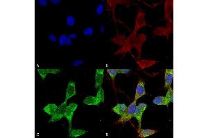 Immunocytochemistry/Immunofluorescence analysis using Mouse Anti-TASK1 Potassium Channel Monoclonal Antibody, Clone S374-48 (ABIN1741501).
