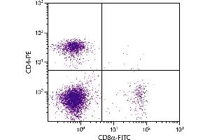 BALB/c mouse splenocytes were stained with Rat Anti-Mouse CD8α-FITC. (CD8 alpha antibody  (FITC))