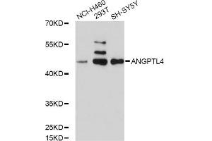 Western blot analysis of extracts of various cell lines, using ANGPTL4 antibody (ABIN5971050) at 1/1000 dilution. (ANGPTL4 antibody)