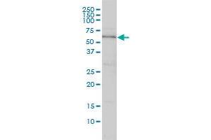DNAJC7 monoclonal antibody (M01), clone 4G6-G3 Western Blot analysis of DNAJC7 expression in Hela . (DNAJC7 antibody  (AA 1-484))