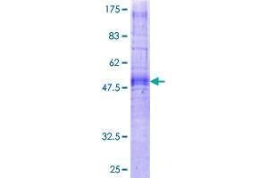 GHSR Protein (AA 1-289) (GST tag)