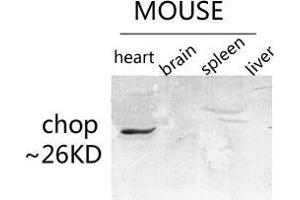 Western Blot (WB) analysis of specific lysis using CHOP Polyclonal Antibody. (DDIT3 antibody  (Ser301))